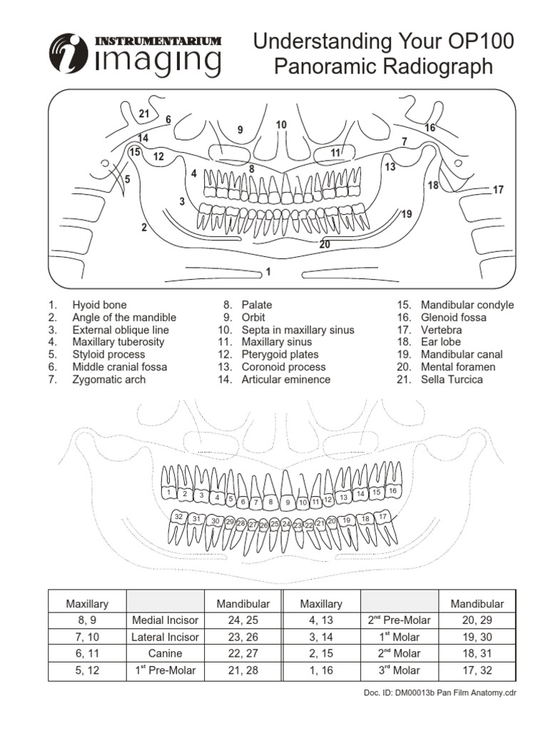 OP100 Panoramic Radiograph Guide | PDF | Musculoskeletal System | Human ...