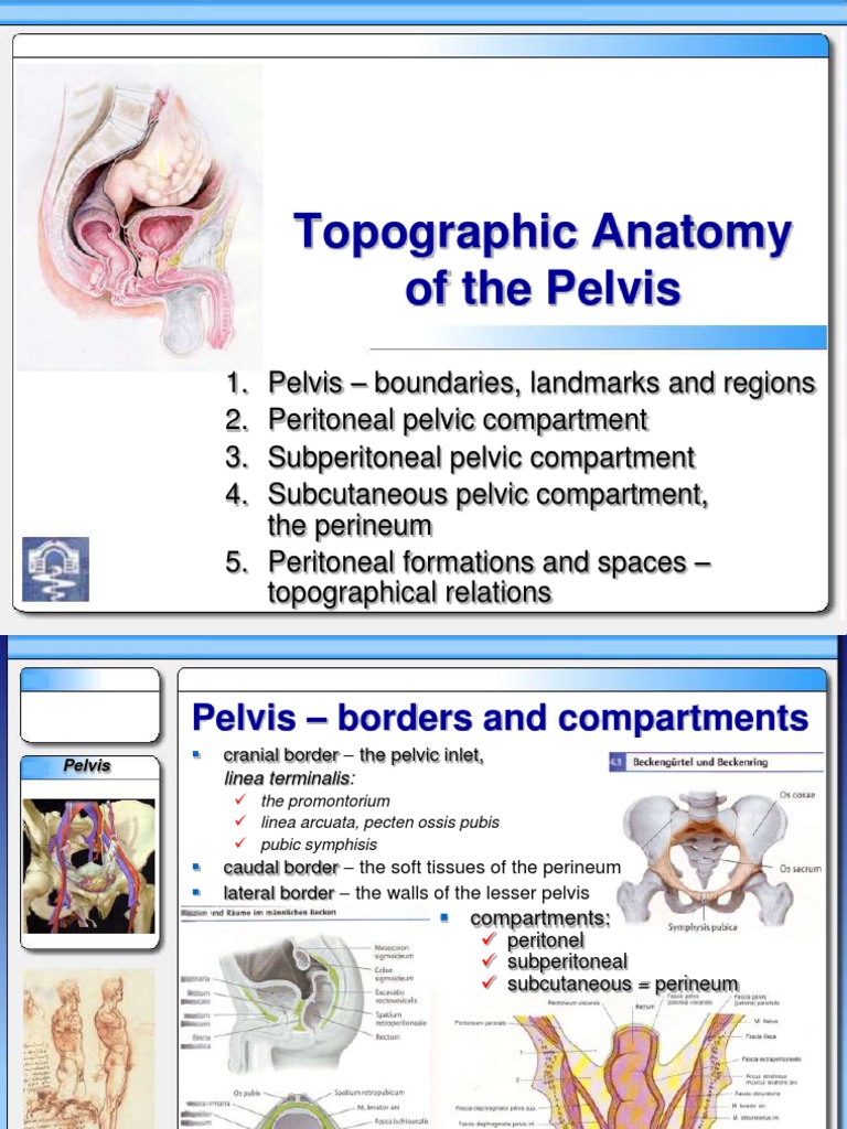 Pelvic Floor and Perineal Anatomy | PDF | Pelvis | Uterus