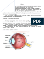 Os Olhos: Visão, Anatomia e Componentes