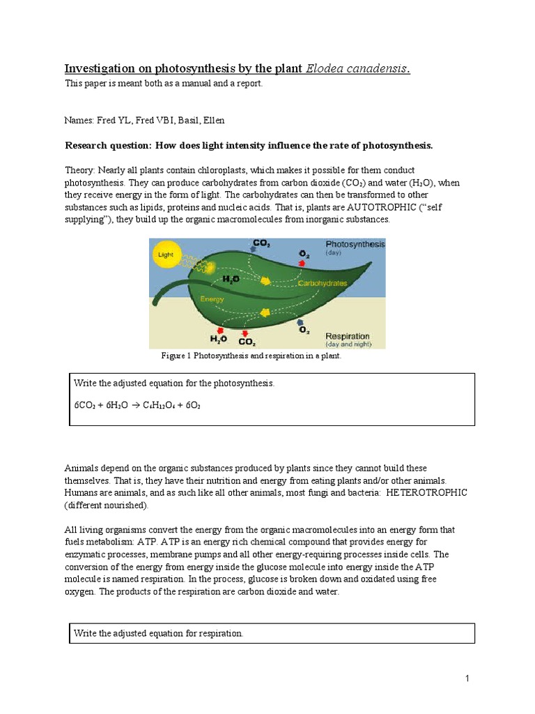 Elodea Bubble Experiment PDF Cellular Respiration Photosynthesis
