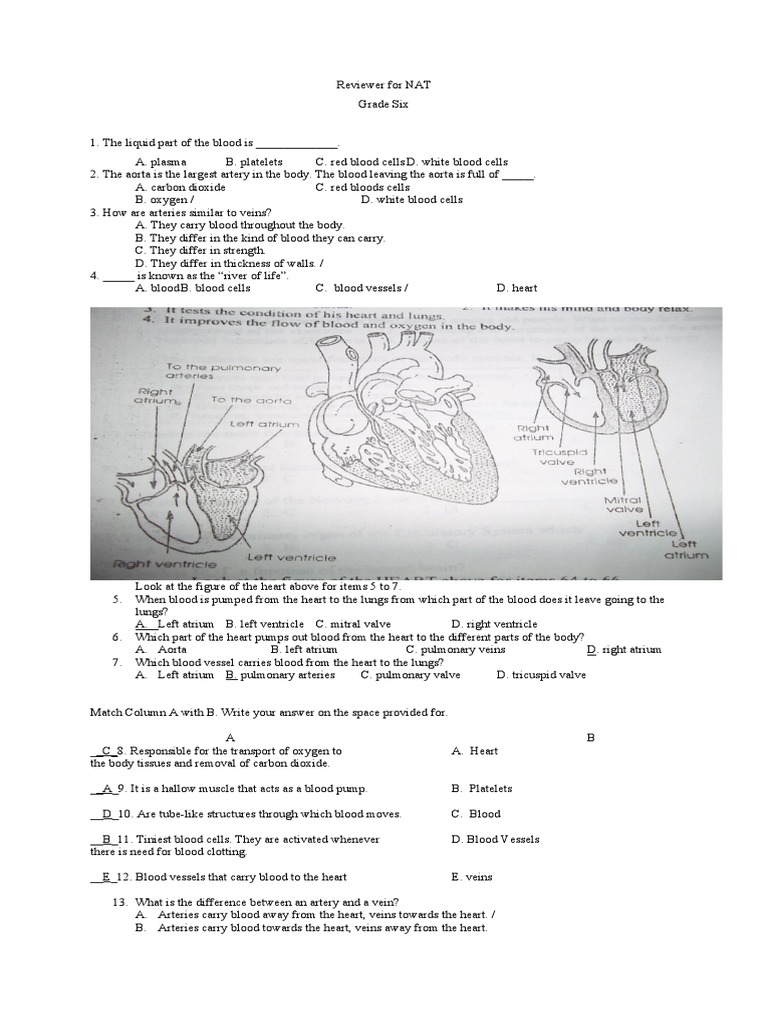 Grade 6 Science NAT Reviewer | PDF | Blood | Vein