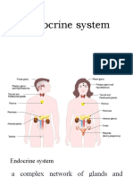 Endocrine System