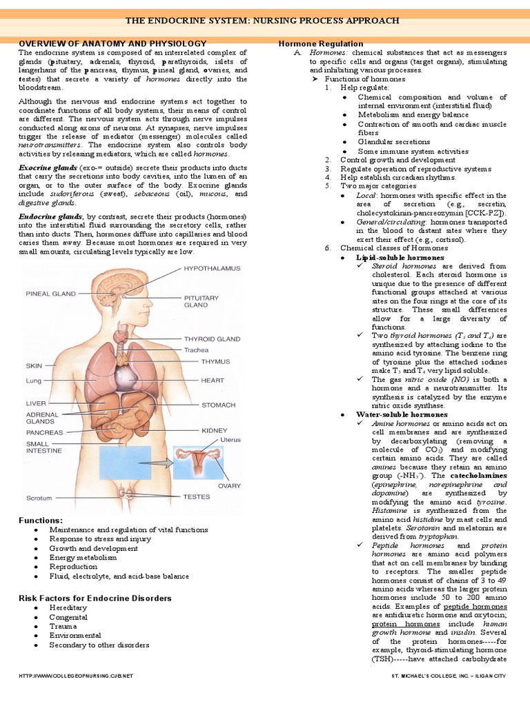 Chapter 45 Endocrine System Pdf