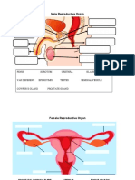 Worksheet 1 - Reproductive