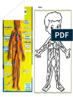 Ficha 1 Sistema circulatorio (1).pdf