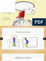 Typical cervical vertebrae anatomy and features