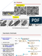 2aula Ultraestrutura