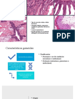 2.1 Epitelio Glandular