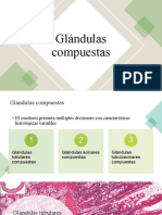 2.2 Epitelio Glandular