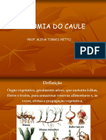 Anatomia de Caule