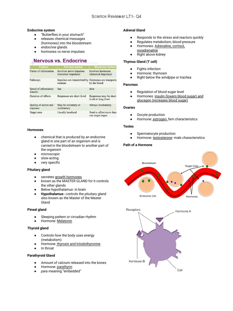Overview of the Endocrine System | PDF | Luteinizing Hormone | Reproduction
