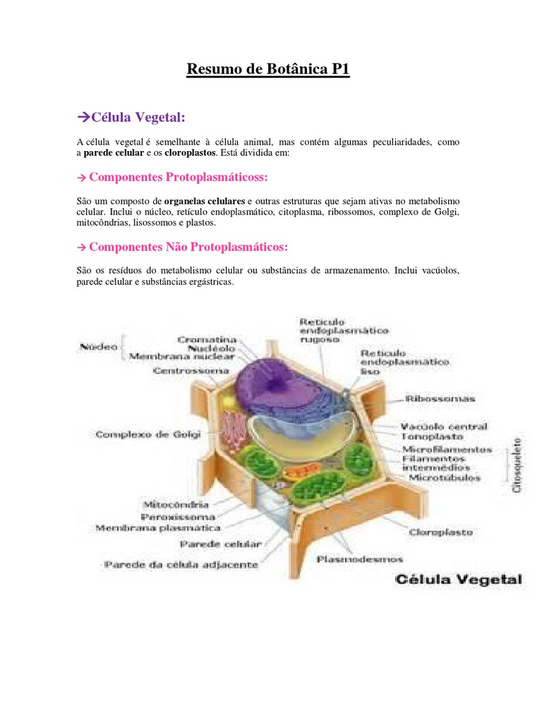 Grátis: Célula Vegetal e Plastos - Material Claro e Objetivo em PDF para  Estudo Rápido, image size:768x1024