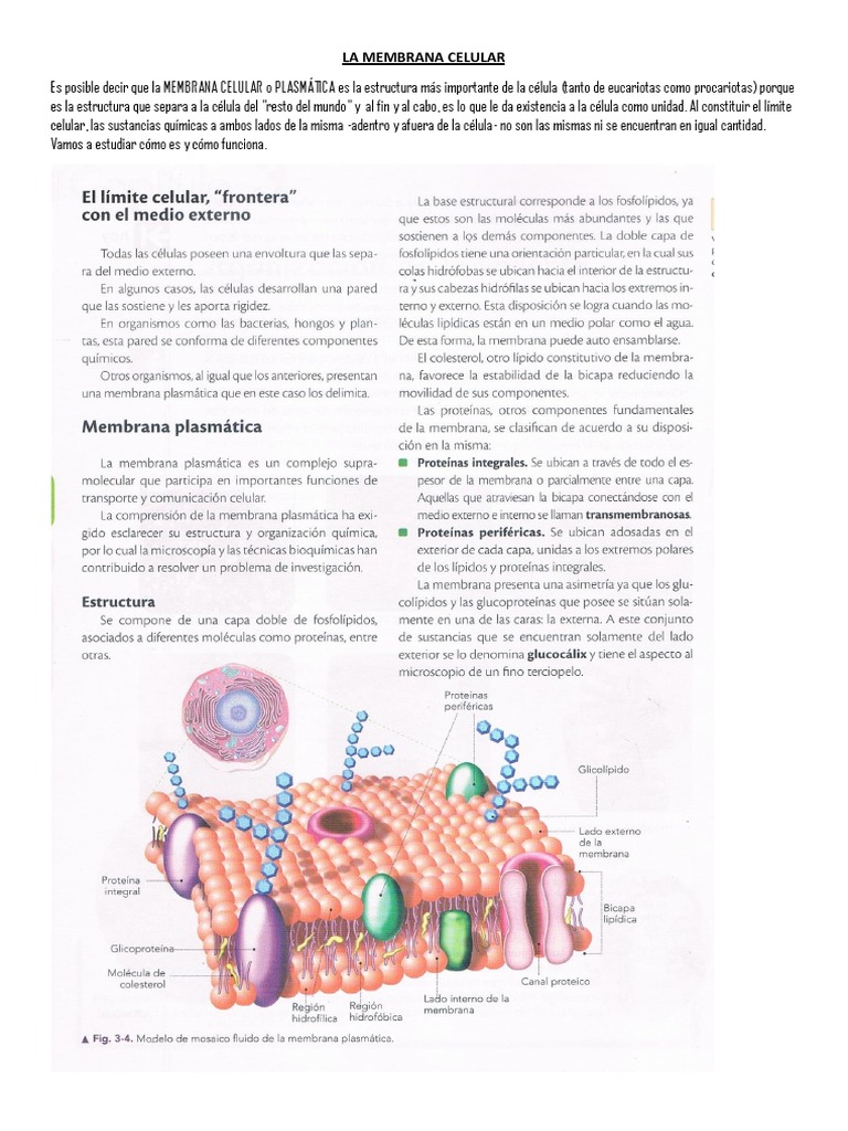 Funciones y Estructura de la Membrana Celular | PDF | Membrana celular ...