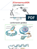 Clase 1. El Gen, El Cromosoma y El ADN PDF