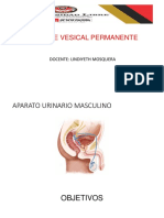 Clase Sonda Vesical