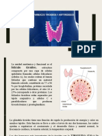 La función y regulación de la glándula tiroides