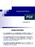 Somatestesia: Lección11