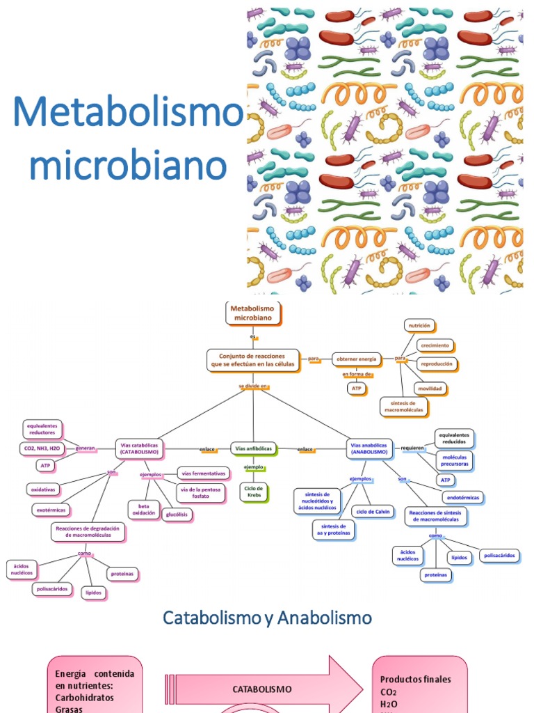 Metabolismo Microbiano 2 PDF | PDF | Respiración celular | Cadena de ...