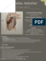 Serratus Anterior 2