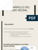 Neurulación.