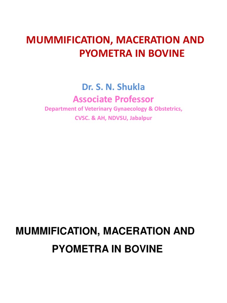 Mummification Maceration Pyometra PDF Uterus Fetus