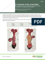 Reproductive Anatomy of The Cow/Heifer