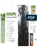 FichaTécnica - Eucalyptus Pellita.