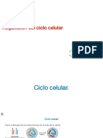 Regulación Del Ciclo Celular