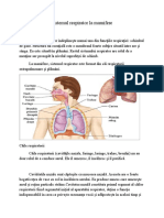 Sistemul Respirator La Mamifere