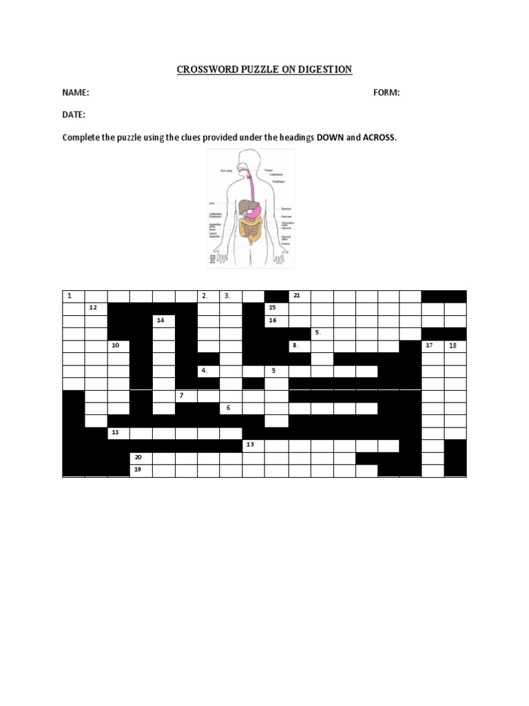 Digestive System Crossword Puzzle | PDF