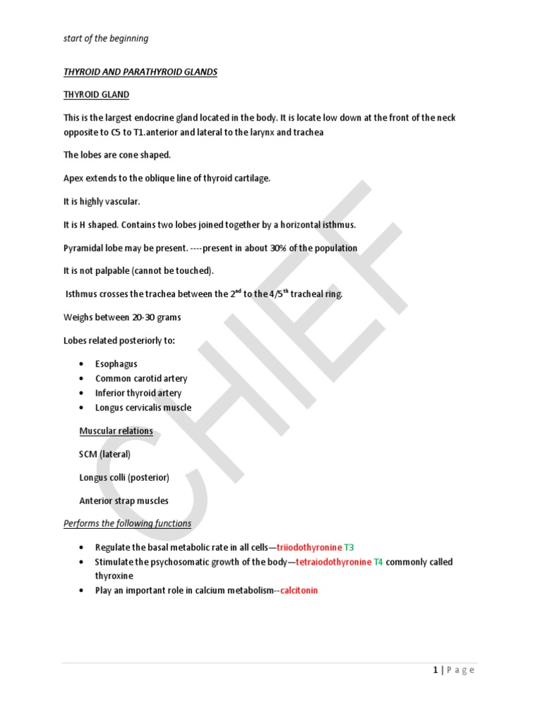 Thyroid and Parathyroid Glands | PDF | Thyroid | Common Carotid Artery