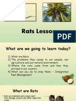 Rats Powerpoint