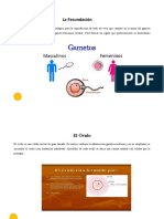 La Fecundación