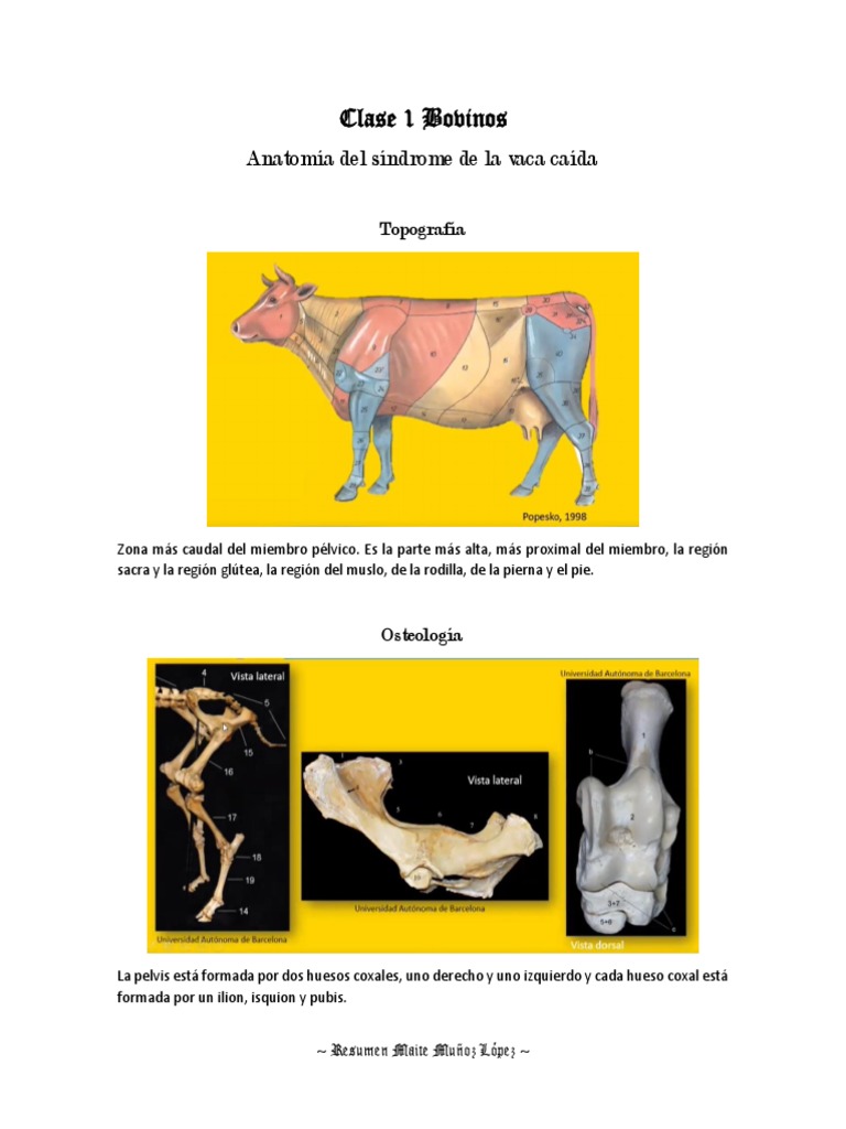 anatom-a-y-neuroanatom-a-del-miembro-p-lvico-bovino-y-columna-vertebral
