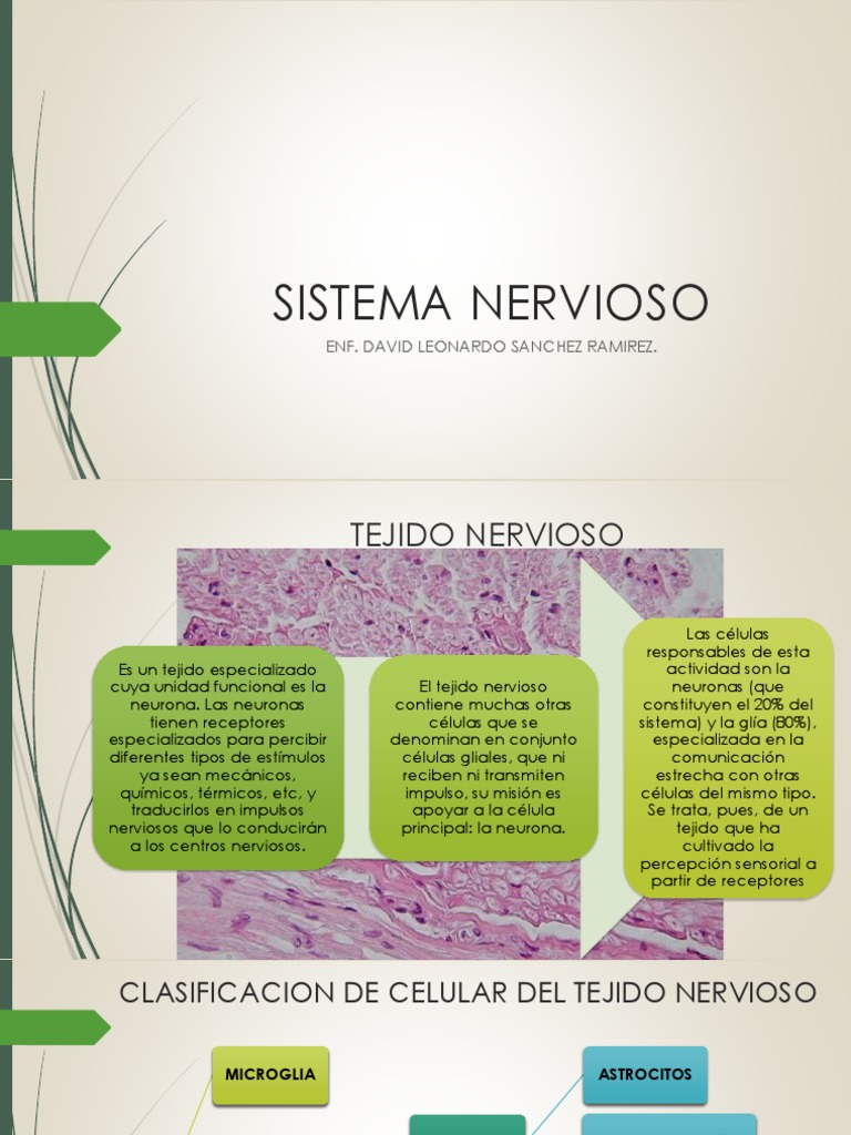 Estructura y Función del Sistema Nervioso | PDF | Cerebro | Médula espinal