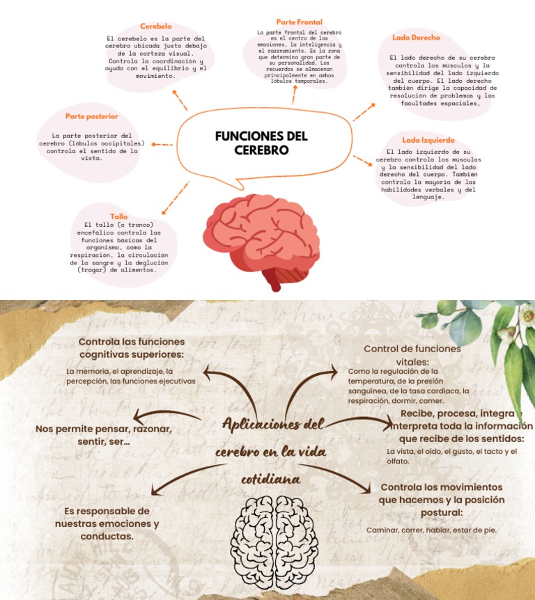 Mapas Conceptuales Del Cerebro para Conocer Sus Funciones y
