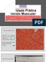 Atividade Prática Tecido Muscular