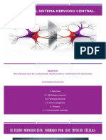 Tejido Del Sistema Nervioso Central 21-3 PDF