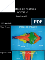 Laboratorio de Anatomía Animal IZ Esqueleto Axial PDF