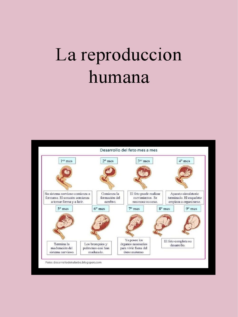 Todo Sobre La Reproducción Humana – BUFUUN