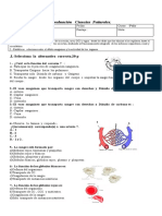 8º Prueba Sistema Excretor y Circulatorio 2019