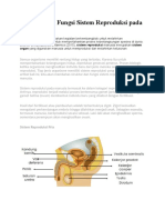 Struktur Dan Fungsi Sistem Reproduksi Pada Manusia