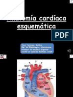 Anatomia Ap