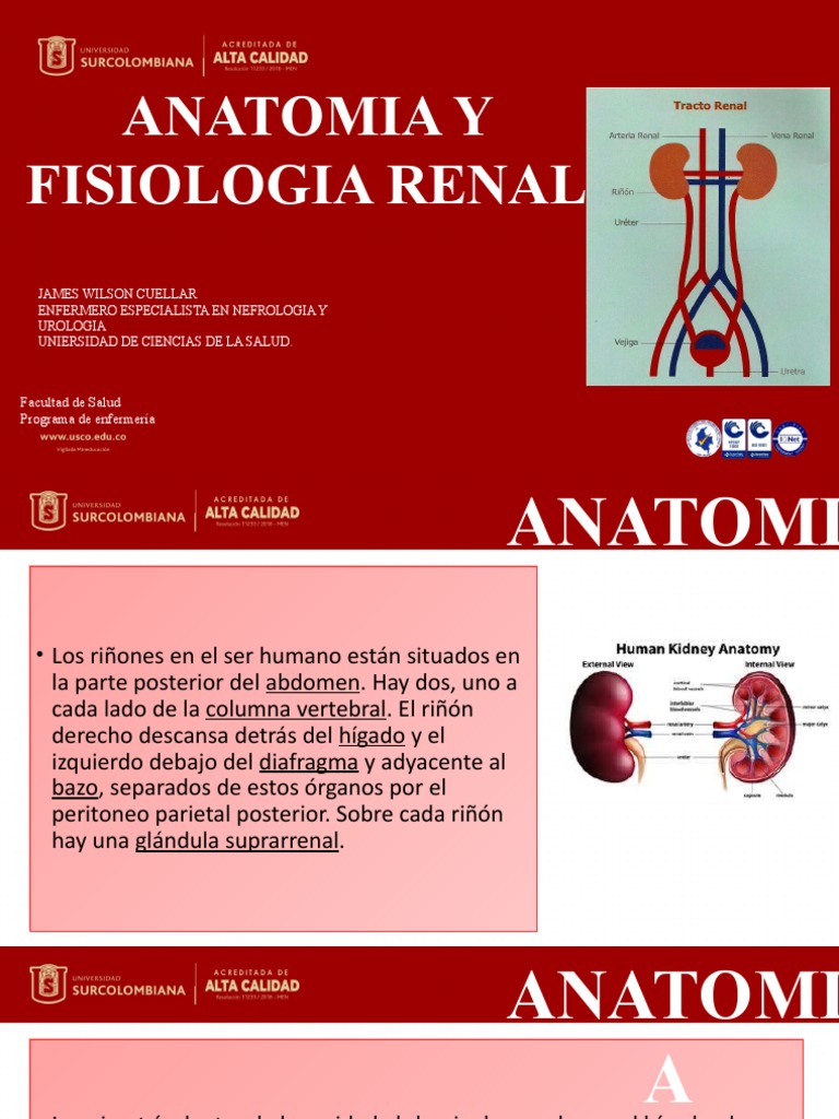 Anatomia y Fisiologia Renal PDF