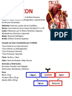 CORAZON y SISTEMA CIRCULATORIO