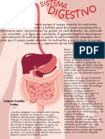 Sistema Digestivo