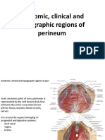 Anatomy Lecture 13 - Anatomic Topographic Regions - Perineum