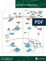 Https - Learn - Cellsignal.com - Hubfs - Pdfs - 16 Fly DBL 00063 Eng WNT B Catenin Diff PW Handout SM