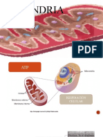 Mitocondria y Glucolisis