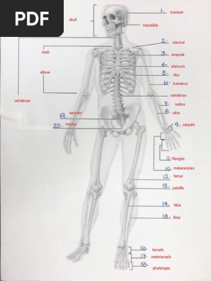 Skeletal System Labels